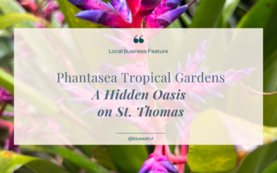 Phantasea Tropical Botanical Garden: A Hidden Oasis on St. Thomas